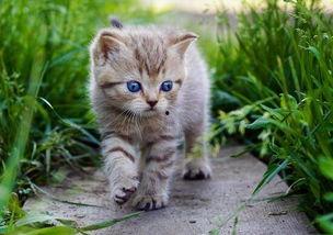 娱乐吃瓜酱牛奶猫,揭秘牛奶猫的神秘魅力  第2张