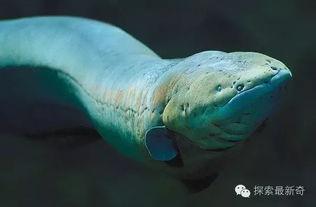 电鳗最新爆料,娱乐圈最新爆料大起底 第1张 电鳗最新爆料,娱乐圈最新爆料大起底 第1张